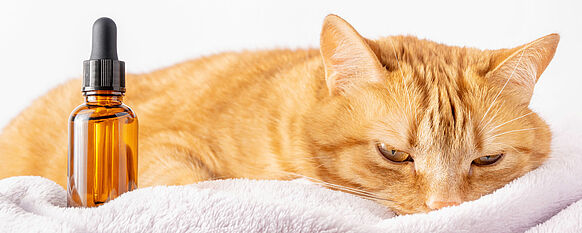 schläfrige Katze neben einem Arzneifläschchen